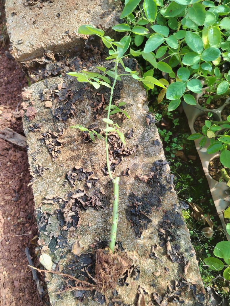 食用玫瑰苗滇红种苗鲜花可用做鲜花饼10~20cm