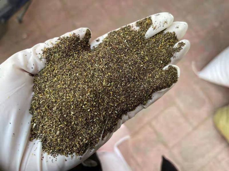 野菊花种子药用泡茶菊花种子山坡路边野黄菊花多年生野菜