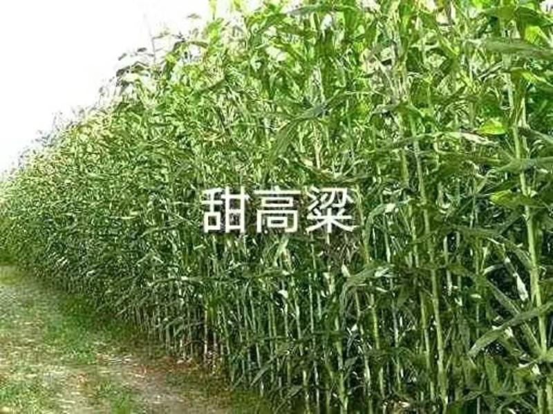 牧草种子杂交狼尾草种子高产耐热供草期长多次收割适口性好