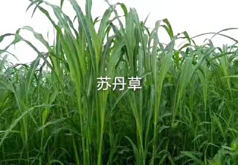 牧草种子杂交狼尾草种子高产耐热供草期长多次收割适口性好