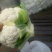 陕西精品菜花便宜了，基地直供！！！！！！！！！！！！！！
