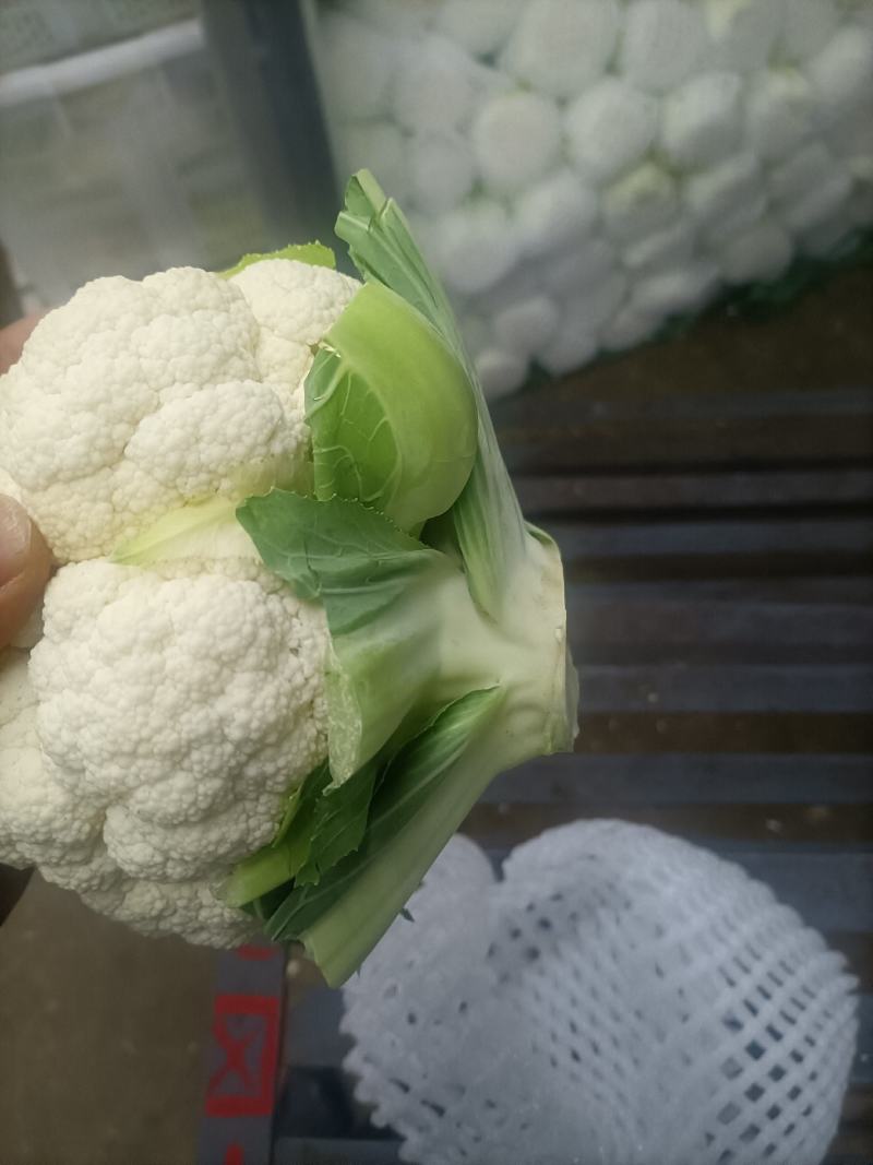 陕西精品菜花便宜了，基地直供！！！！！！！！！！！！！！