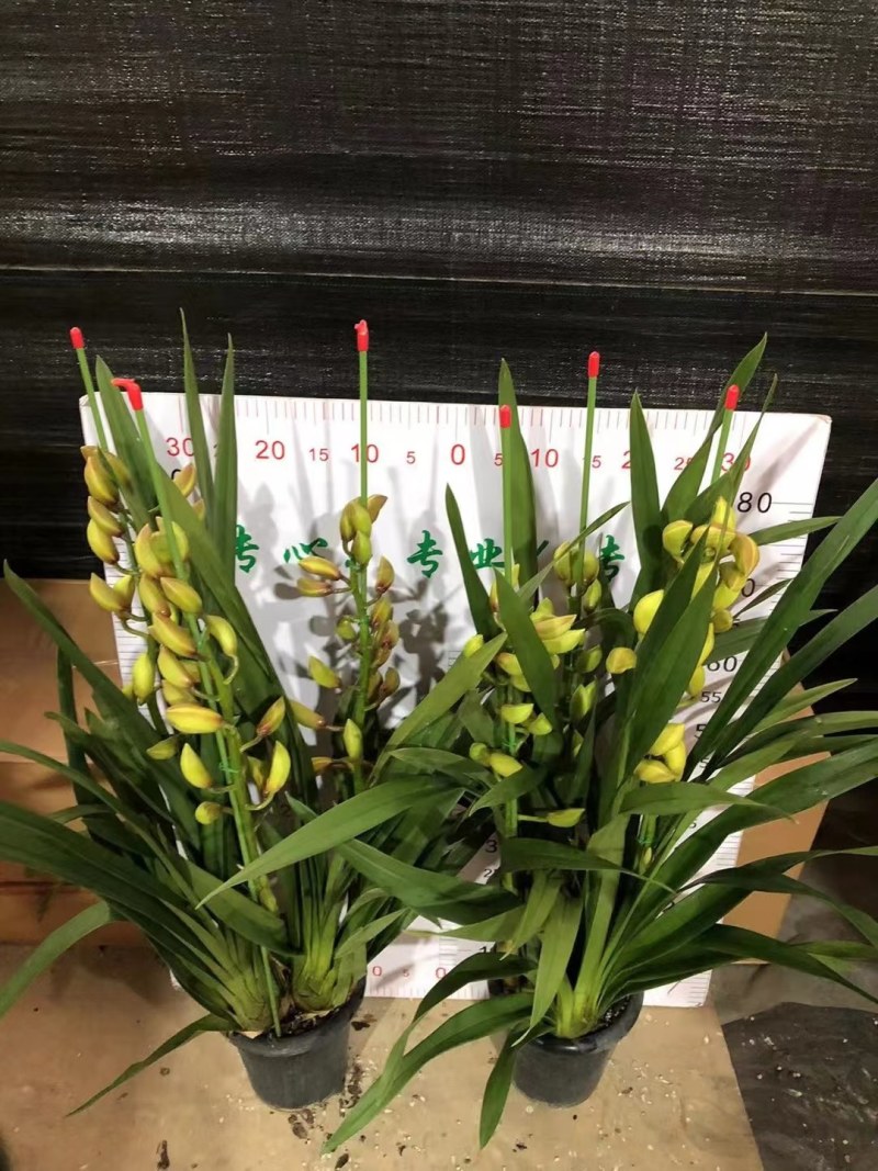 大花蕙兰