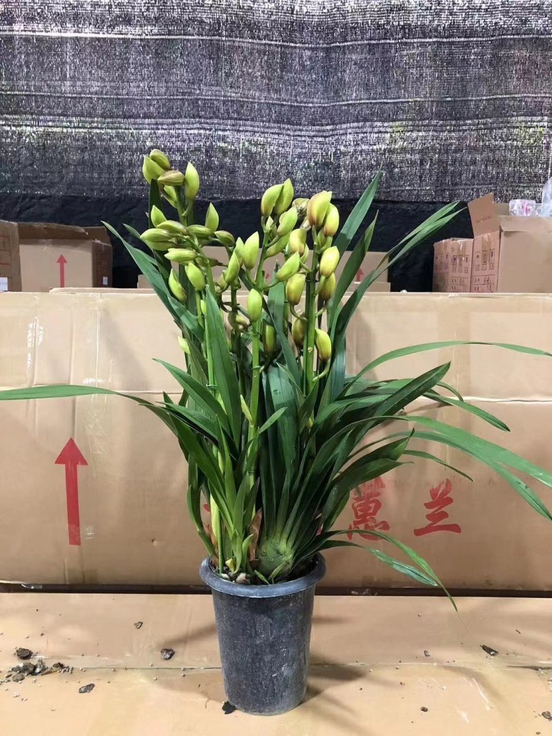 大花蕙兰
