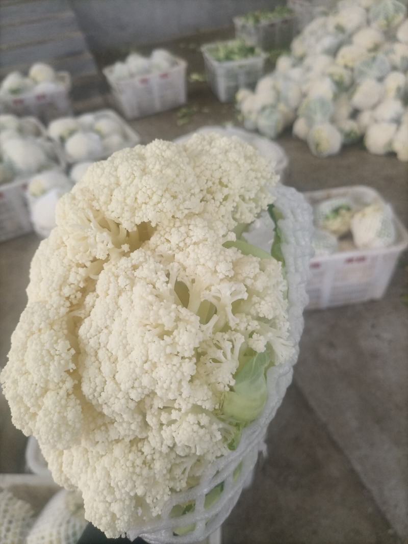 陕西精品松花菜基地直供一手货源品质保证诚信经营