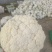 陕西精品松花菜基地直供一手货源品质保证诚信经营