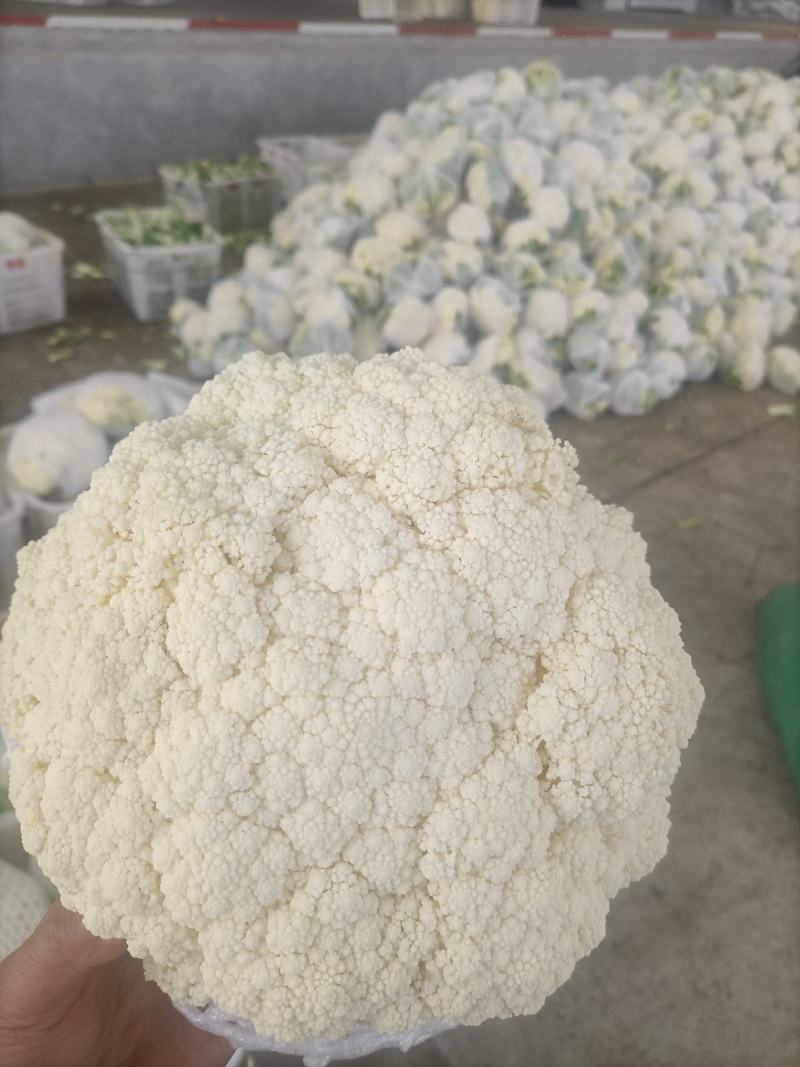 陕西精品松花菜基地直供一手货源品质保证诚信经营