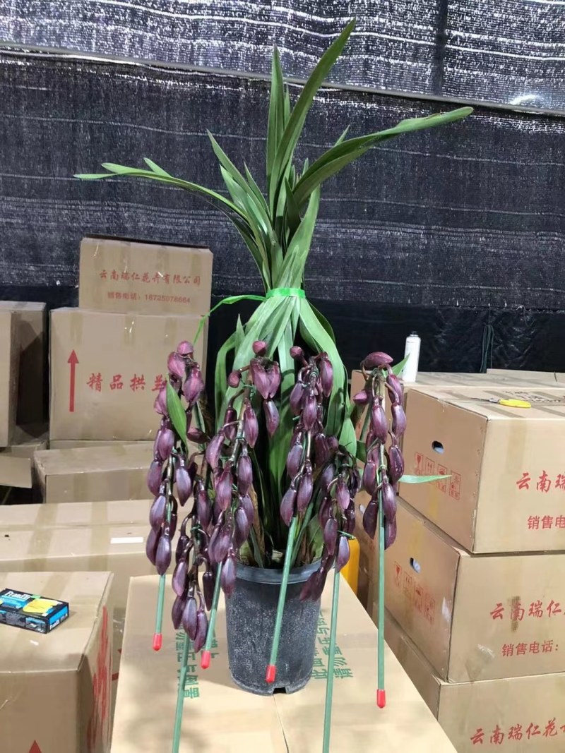 大花蕙兰