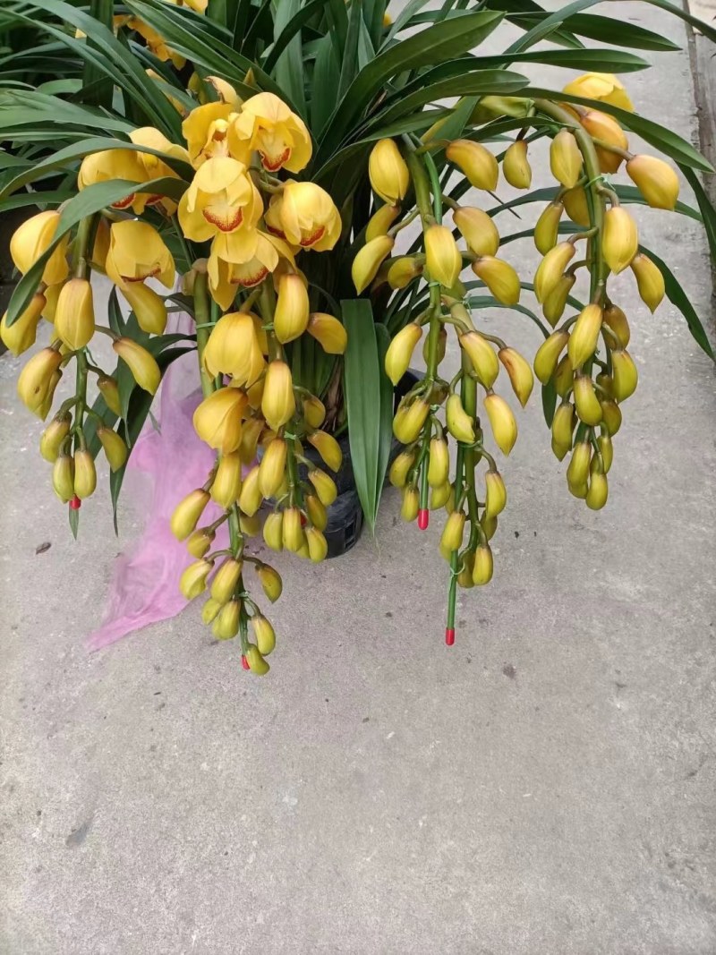 大花蕙兰