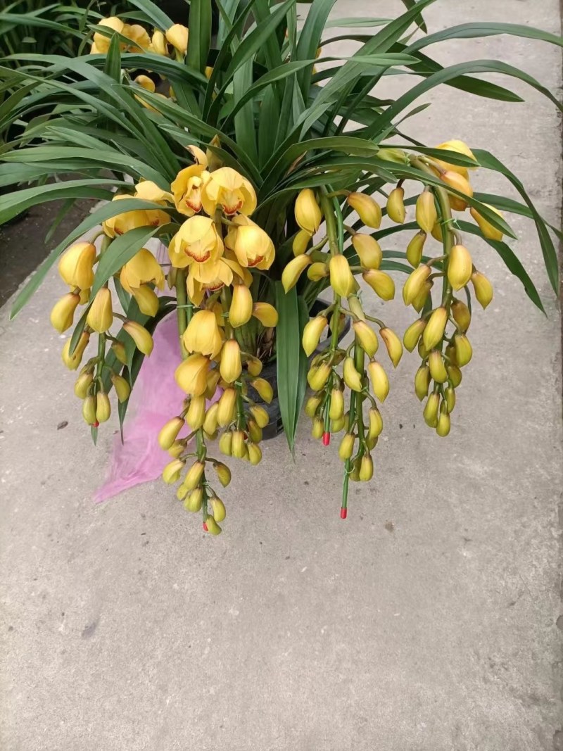 大花蕙兰