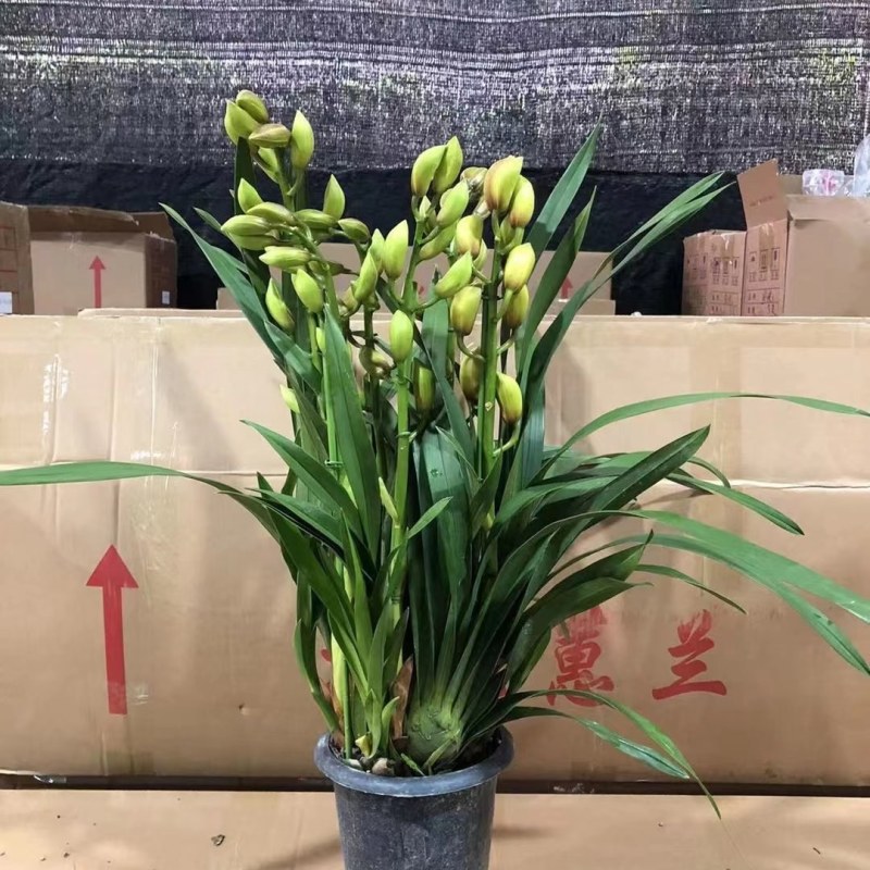 大花蕙兰