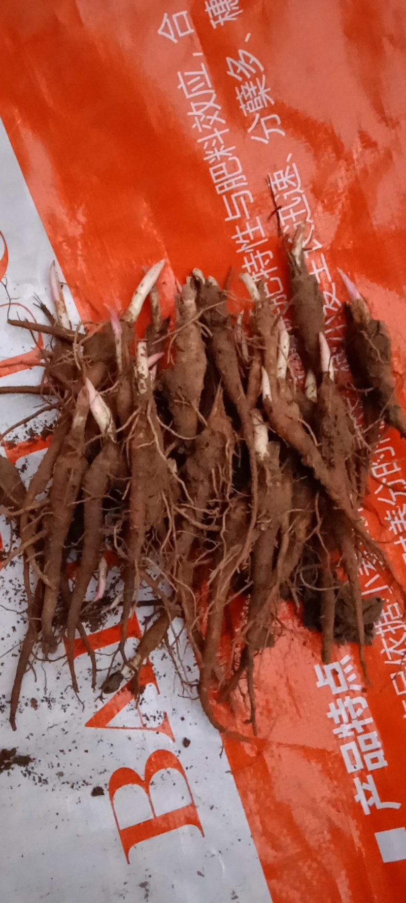 赤芍苗