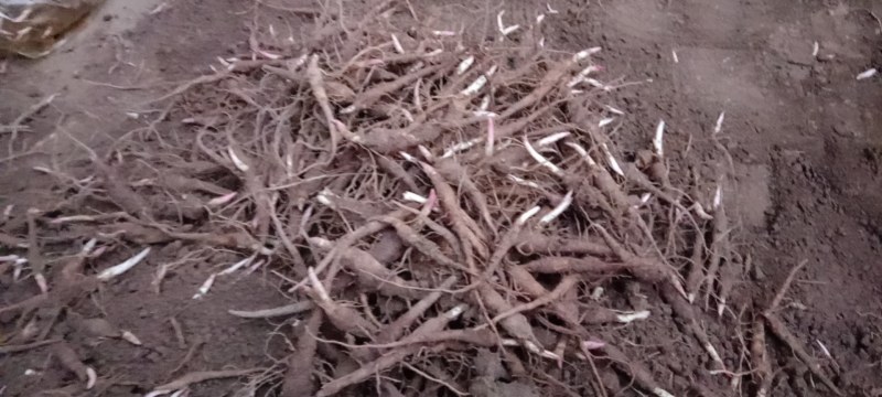 赤芍苗