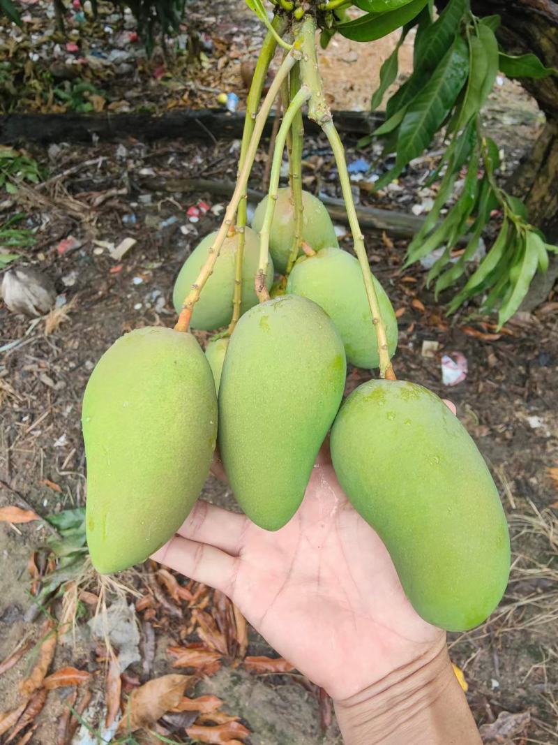 三亚小台芒