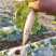 韩国泡菜萝卜
