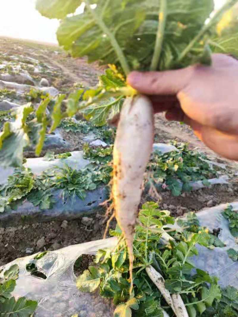 韩国泡菜萝卜