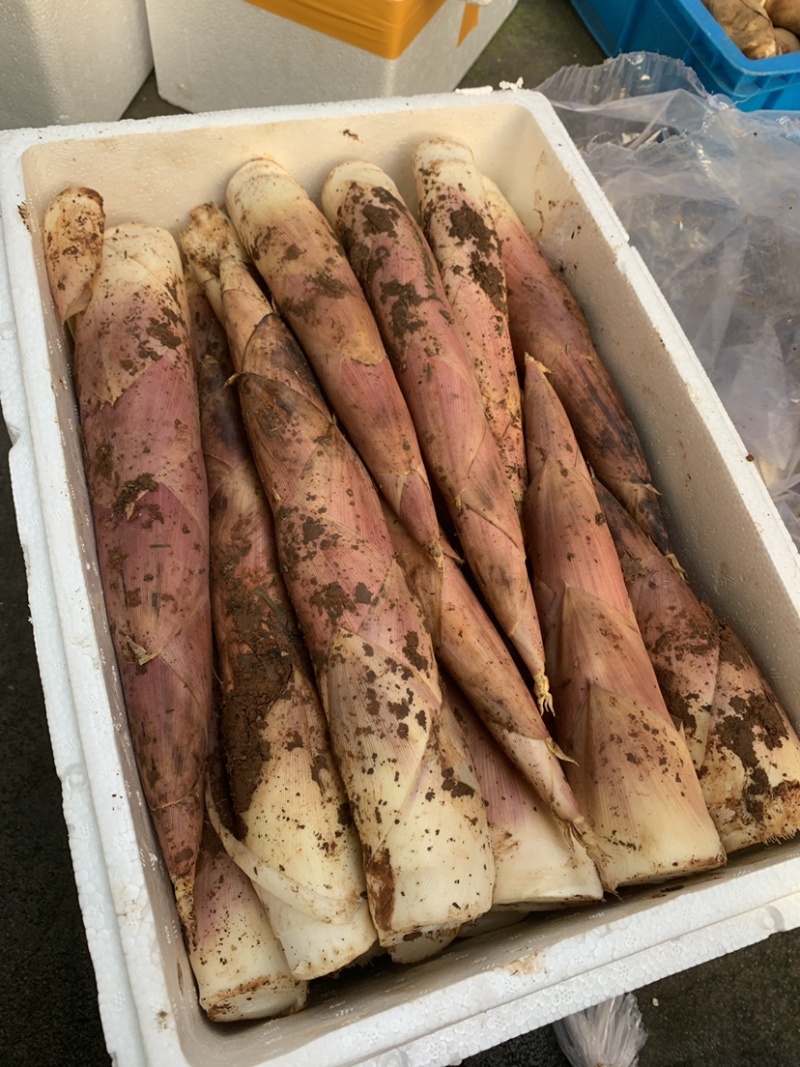 精品雷笋竹笋每日现挖现发产地直供货源质量保证