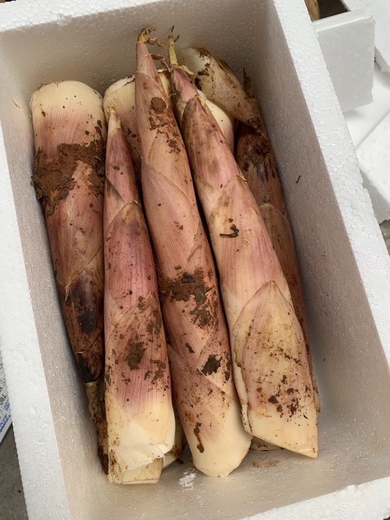 精品雷笋竹笋每日现挖现发产地直供货源质量保证