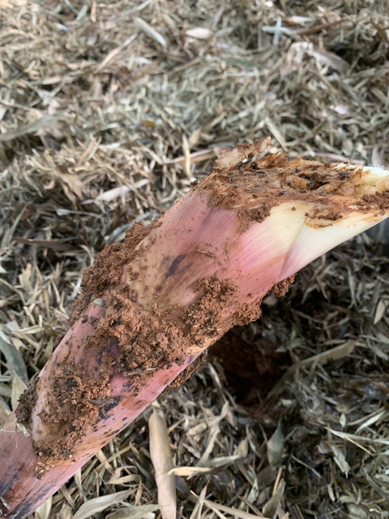精品雷笋竹笋每日现挖现发产地直供货源质量保证