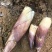 广西金秀大瑶山甜笋