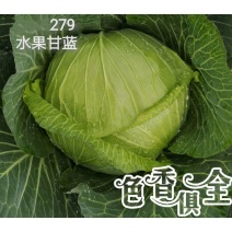 279水果甘蓝种子扁圆卷芯白菜包心菜籽春秋季栽培中熟