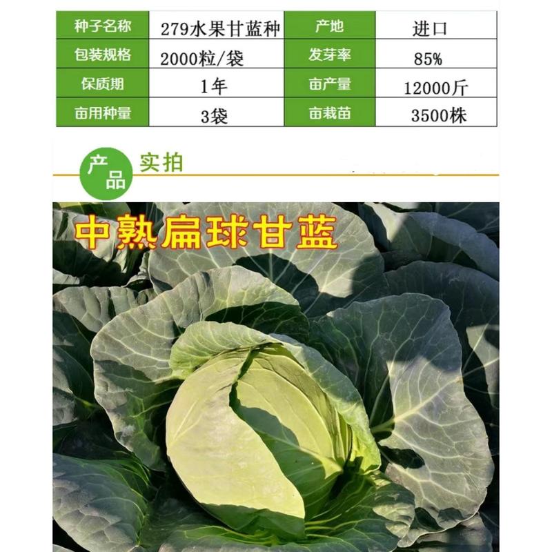 279水果甘蓝种子扁圆卷芯白菜包心菜籽春秋季栽培中熟