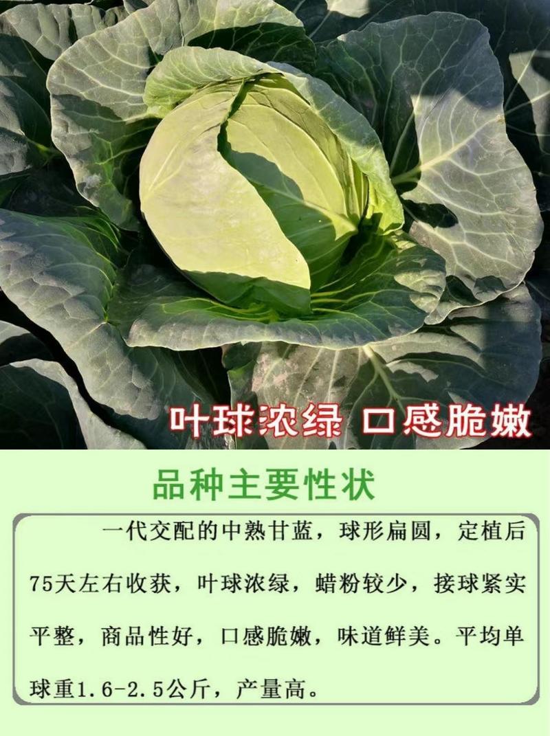 279水果甘蓝种子扁圆卷芯白菜包心菜籽春秋季栽培中熟