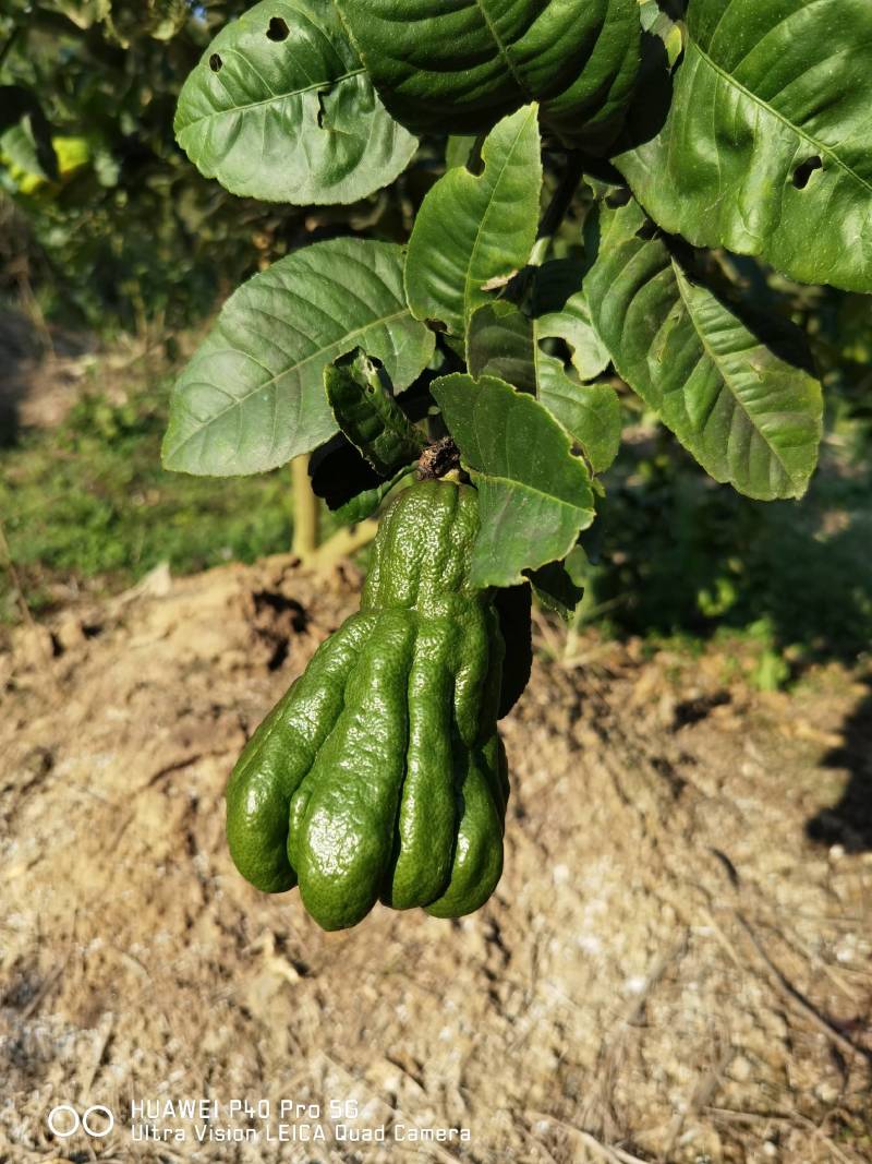 佛手广佛手大量供应，奶茶店专用、货源稳定