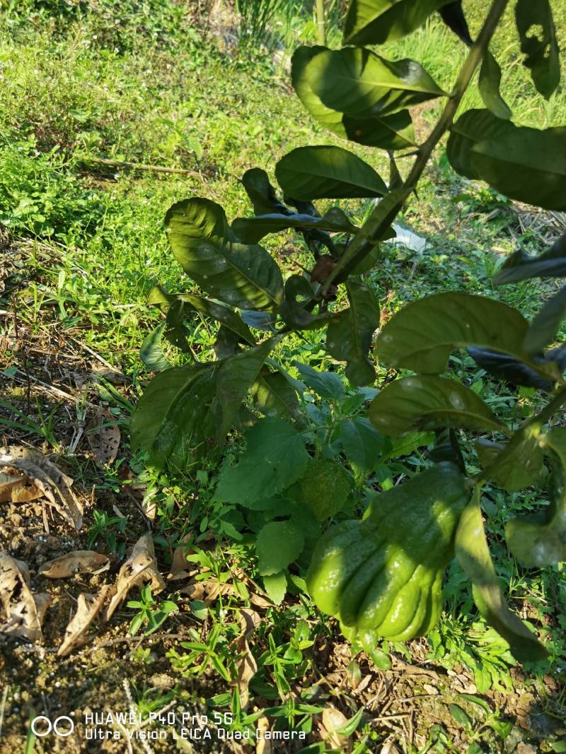 佛手广佛手大量供应，奶茶店专用、货源稳定