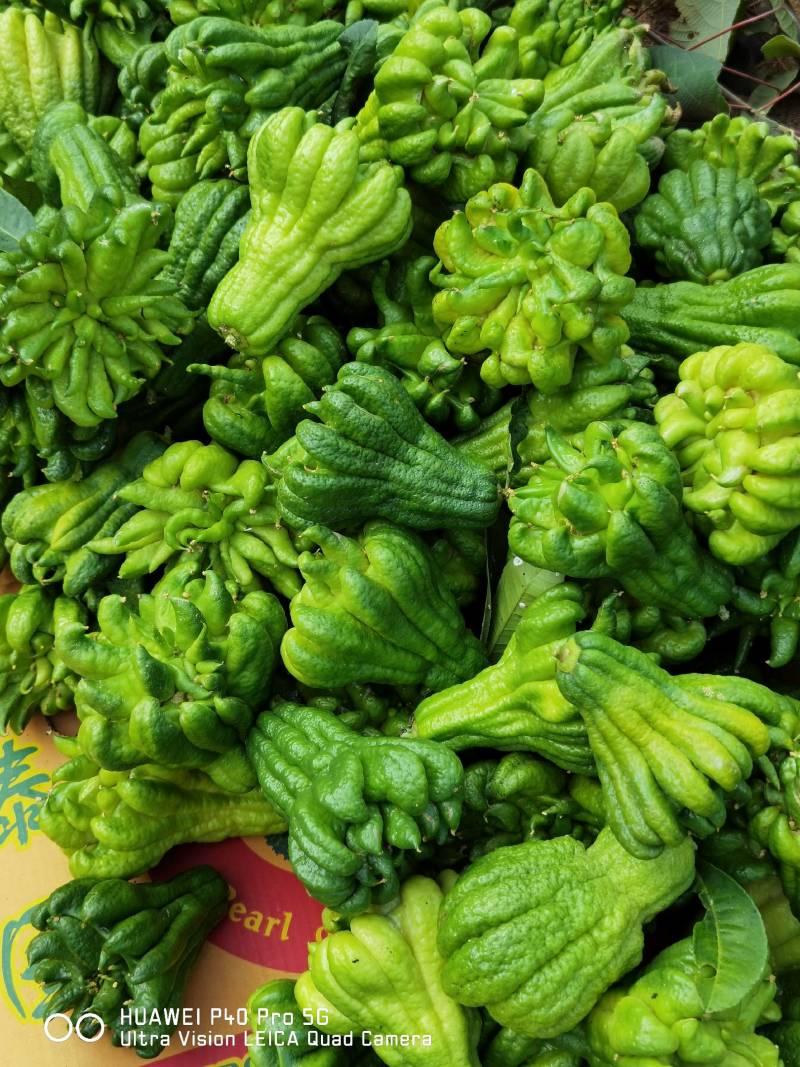 佛手广佛手大量供应，奶茶店专用、货源稳定