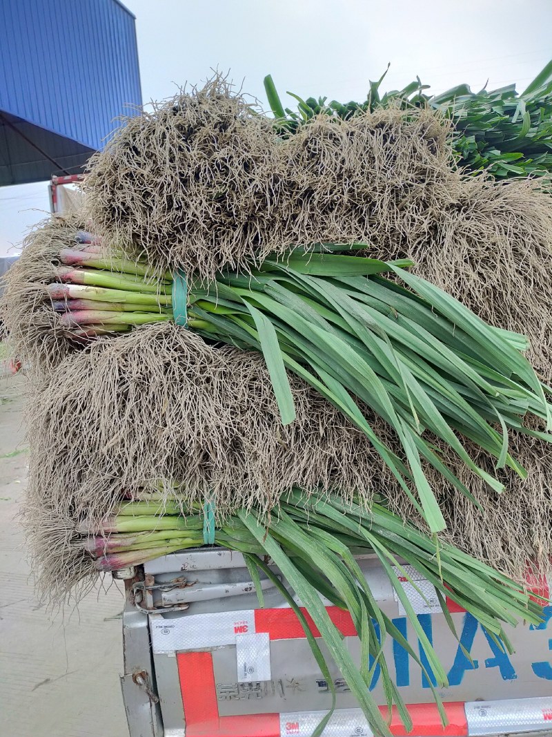 四川红根蒜苗，基地直供，质量保证，对接各档口