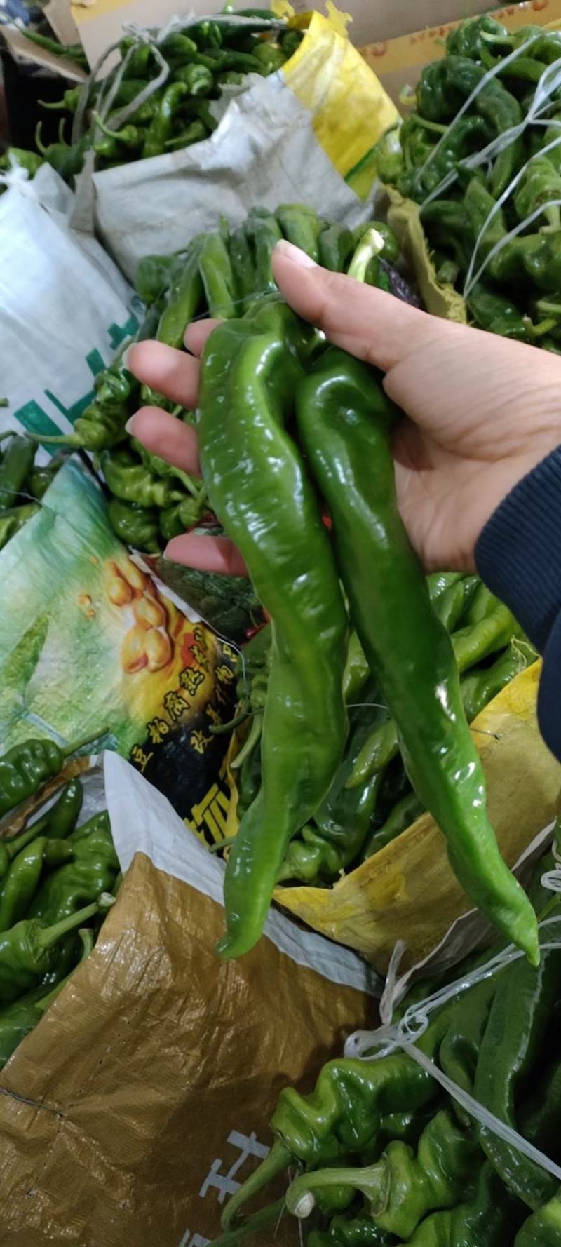 精选山东费县辣椒，螺丝椒，大量上市产地现摘现发货，欢迎订