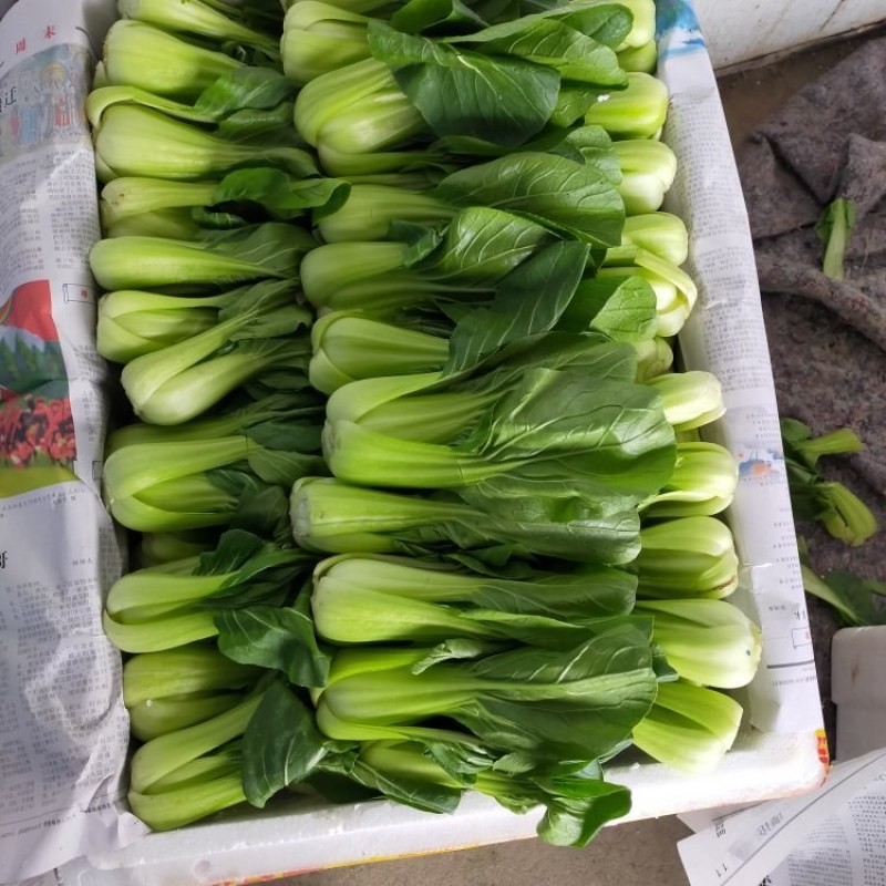 四川油菜上市了，新鲜上海青大量出货，对接批发各档口