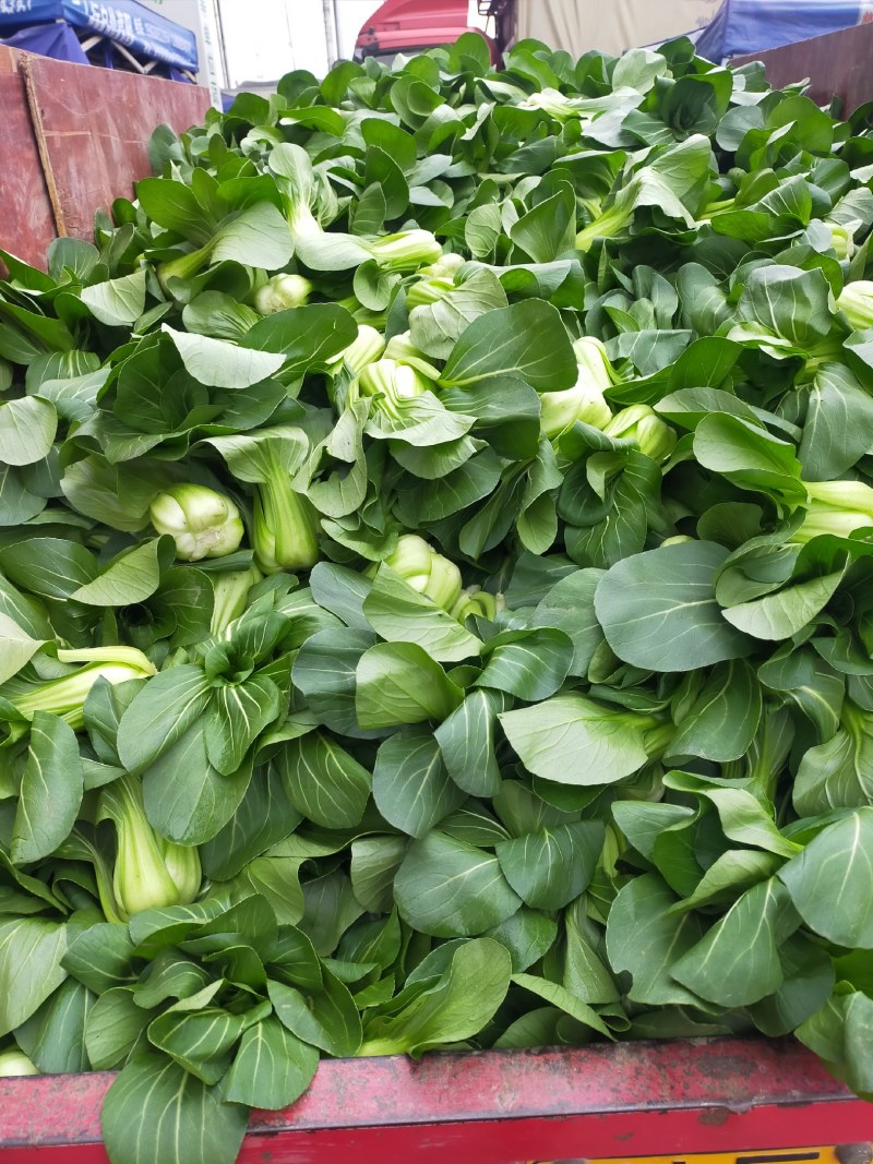 四川油菜上市了，新鲜上海青大量出货，对接批发各档口
