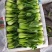 四川油菜上市了，新鲜上海青大量出货，对接批发各档口