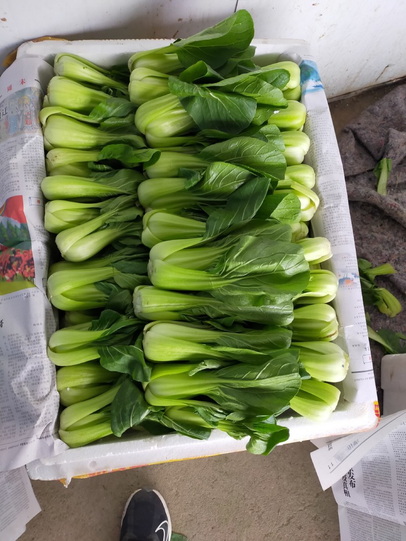 四川油菜上市了，新鲜上海青大量出货，对接批发各档口