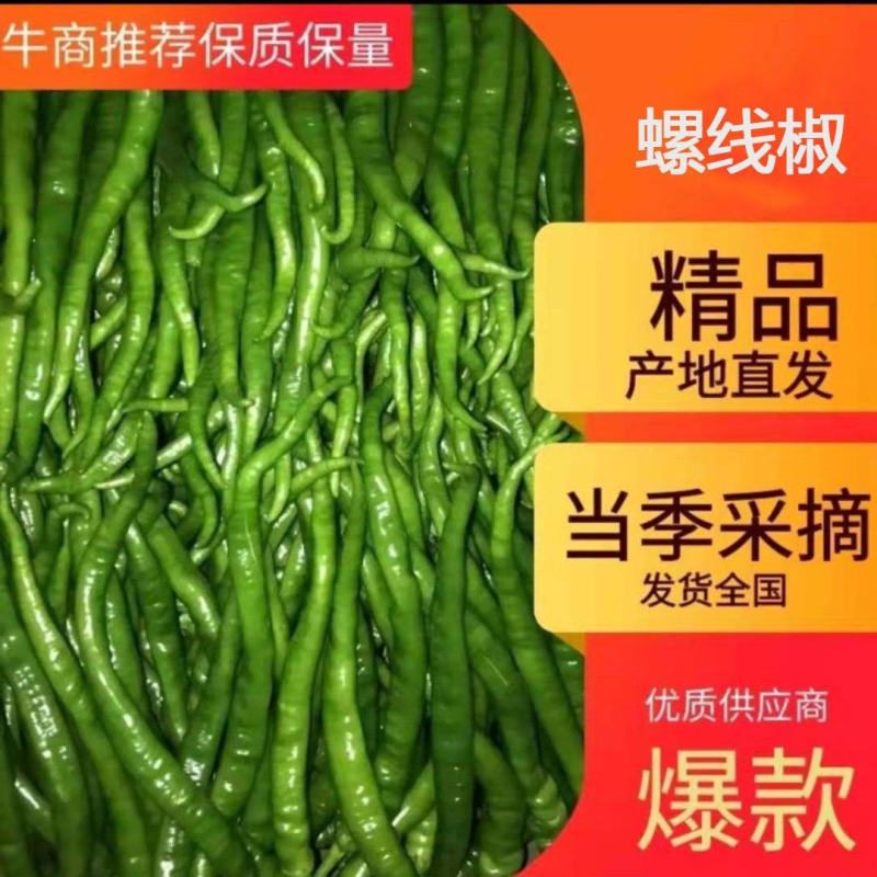 螺线椒基地直发特辣青可视频看货一手货源