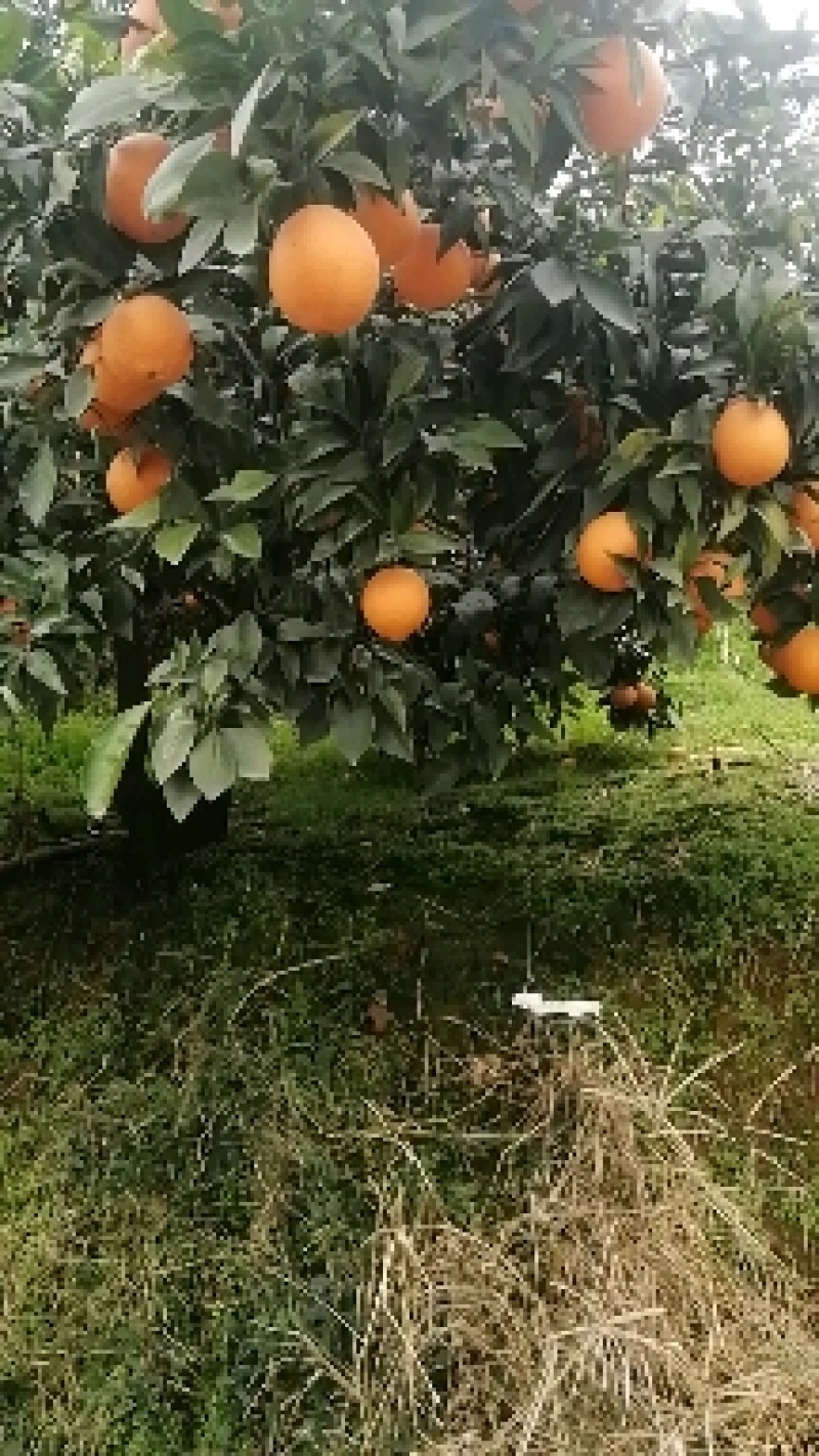 脐橙，眉山脐橙，颜色红，味道甜，水份好，富含维生素C。