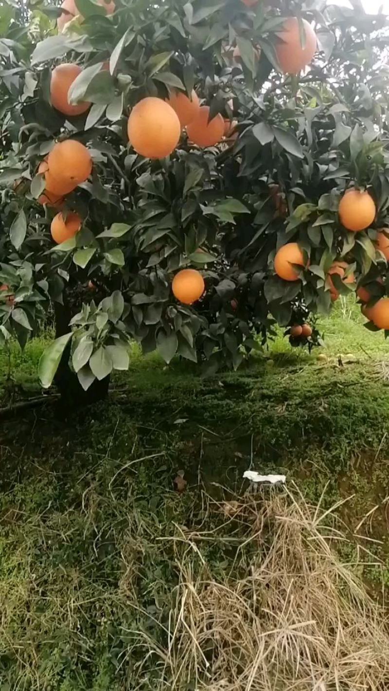脐橙，眉山脐橙，颜色红，味道甜，水份好，富含维生素C。