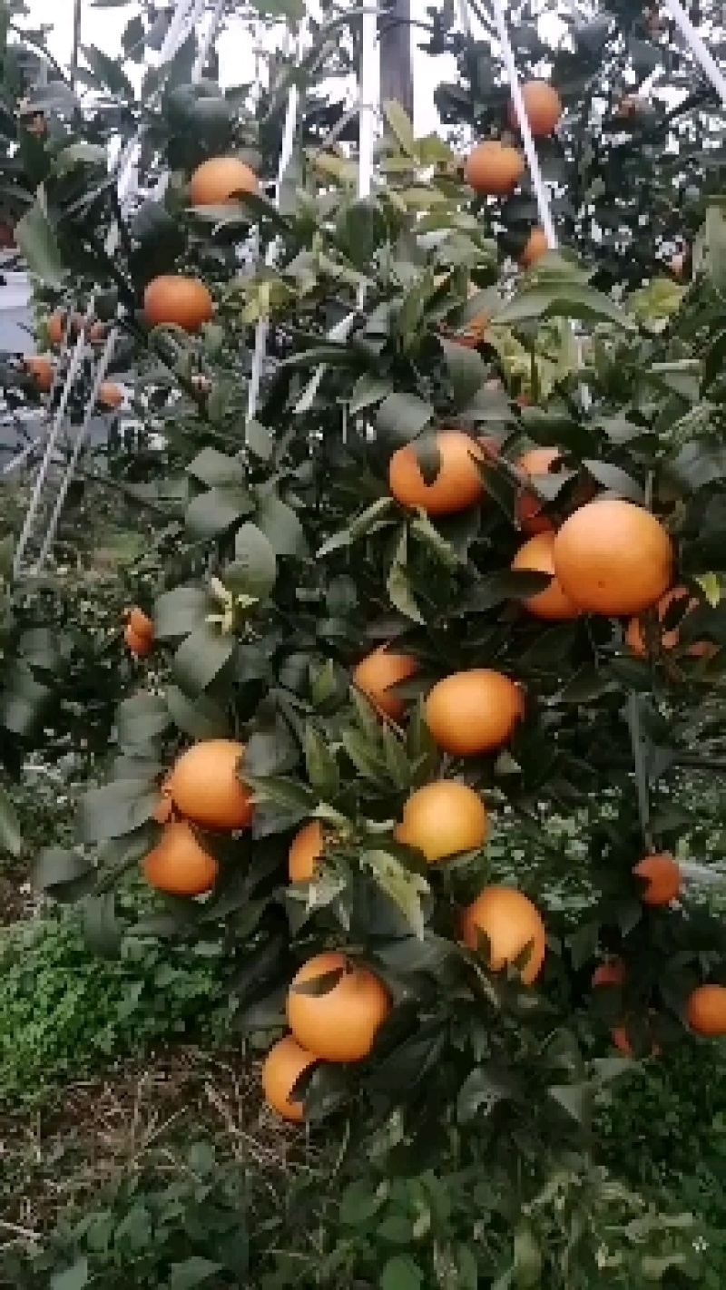 脐橙，眉山脐橙，颜色红，味道甜，水份好，富含维生素C。