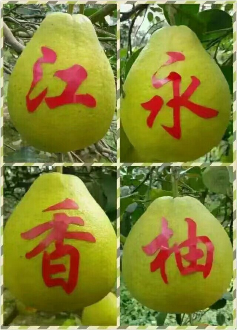 湖南江永正宗老树沙田柚，口感好，皮薄肉厚多汁，糖份高。