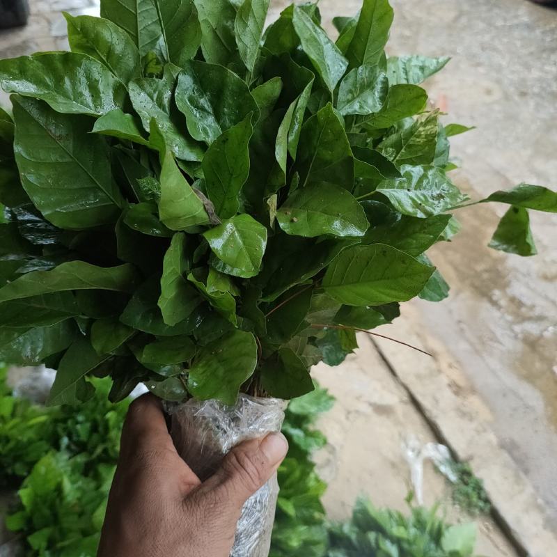 黄皮果苗，黄皮果小苗，黄皮芽苗一万8分钱一棵包邮
