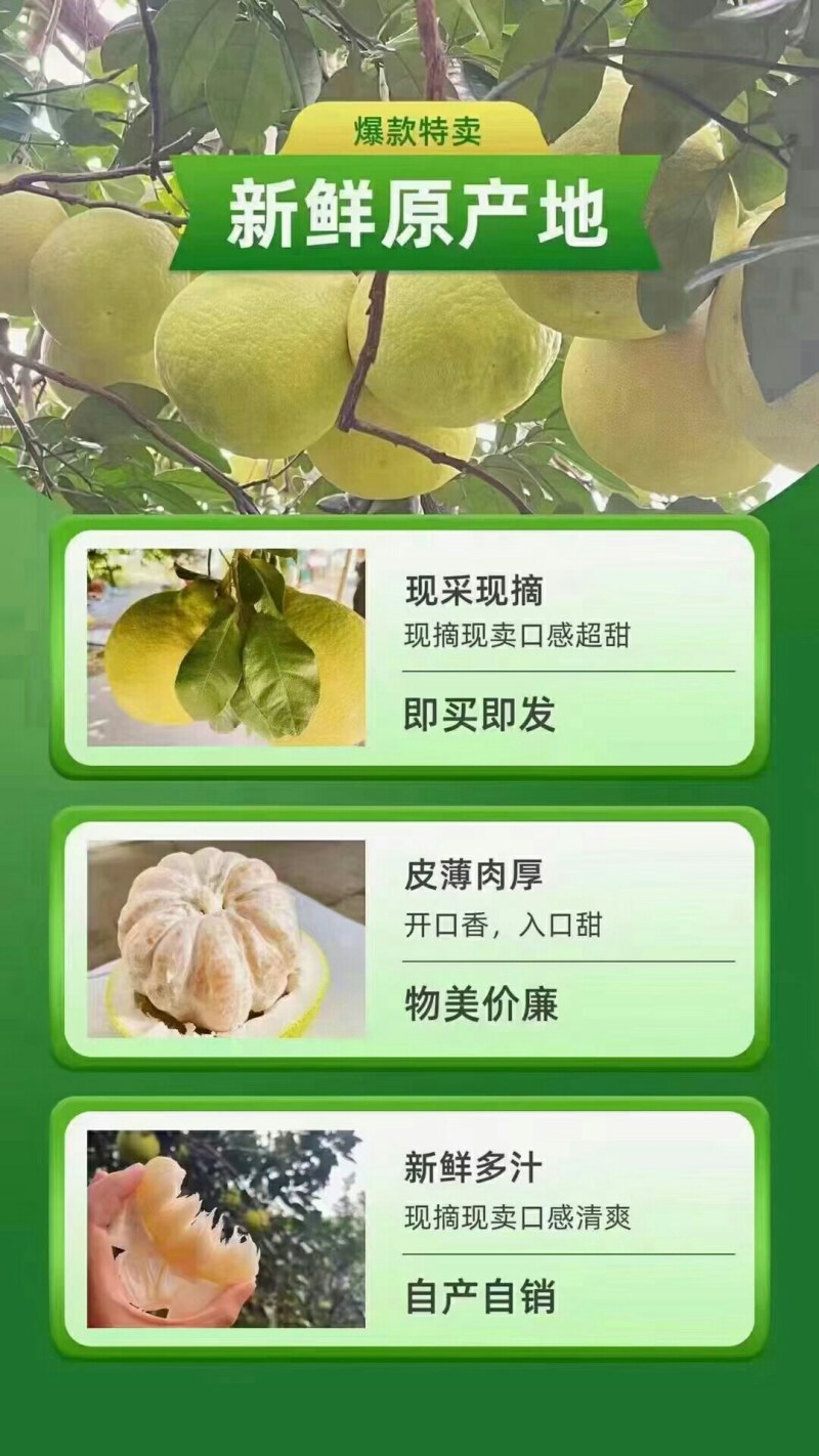 湖南江永正宗老树沙田柚，皮薄多汁，糖份高。