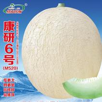 春节正常发货新疆甜瓜种子白兰瓜哈密瓜种子“康研6号