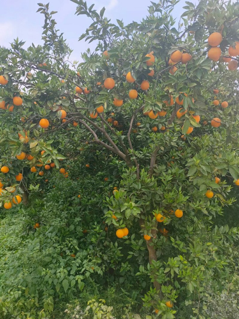 湖南江永正宗夏橙甜而多汁，皮薄肉厚，个头均匀。