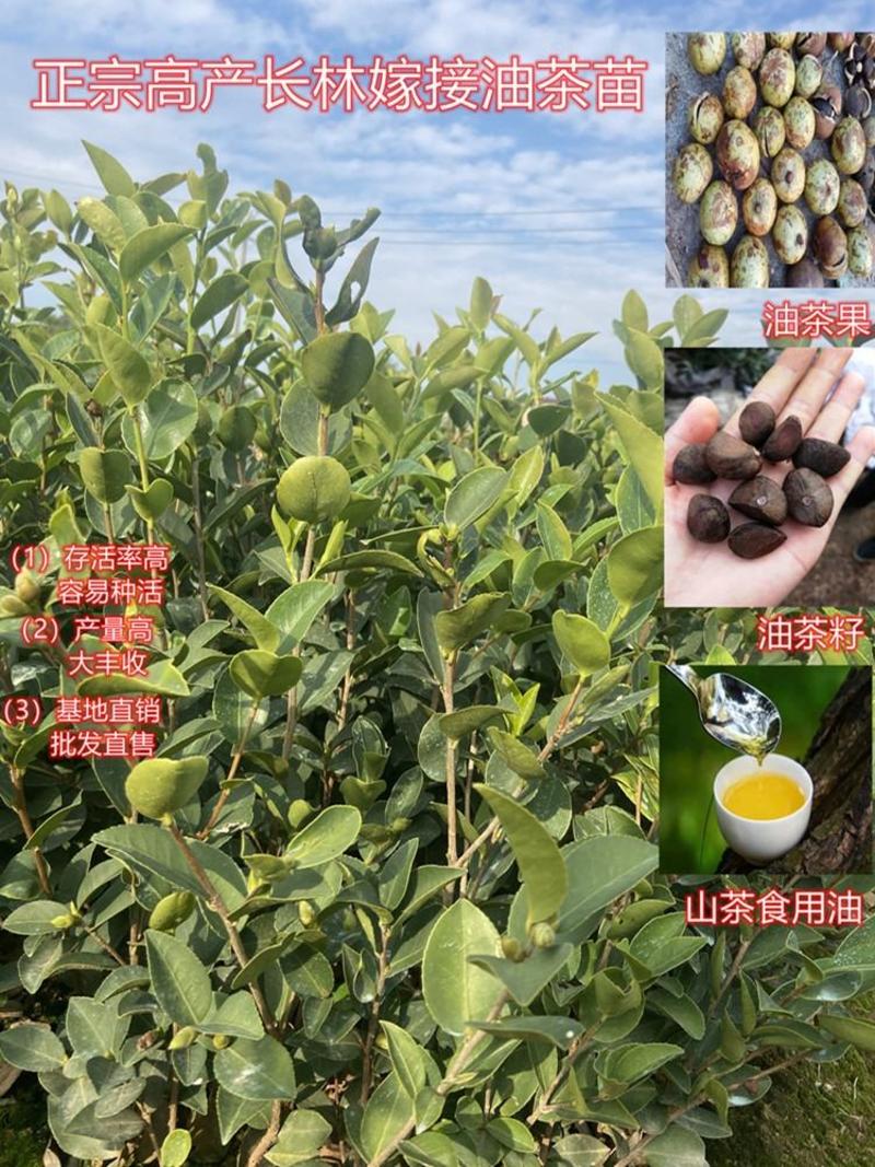 【热卖】精品油茶苗根系发达一首货源高产量
