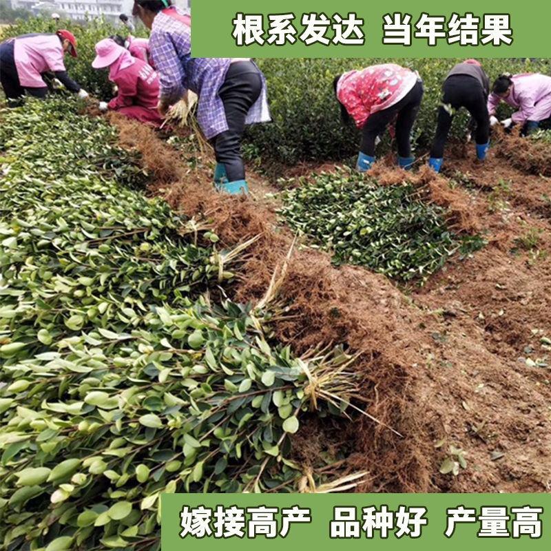 【热卖】精品油茶苗根系发达一首货源高产量