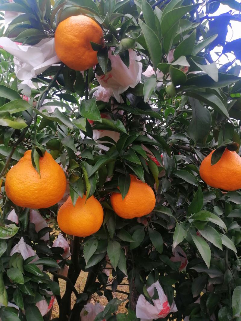 耙耙柑，水份好，味道甜，颜色红个头大，价格便宜。