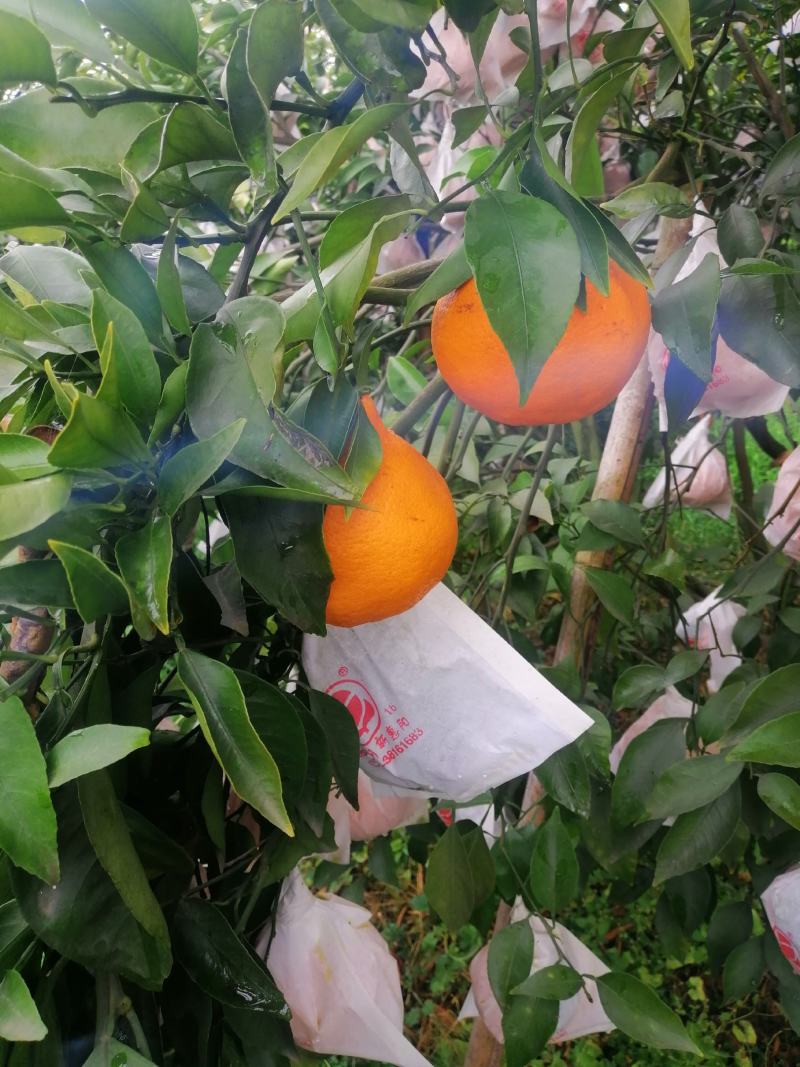 耙耙柑，水份好，味道甜，颜色红个头大，价格便宜。