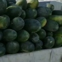 精品地冬瓜，一手货源，价格美丽，颜色鲜艳，个头均匀